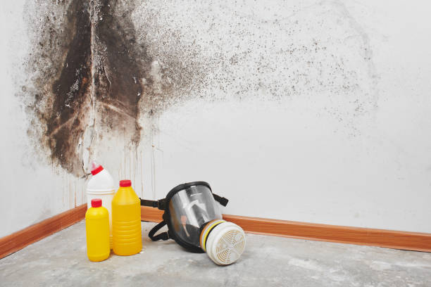Best Commercial Mold Removal  in Lakeland, NY