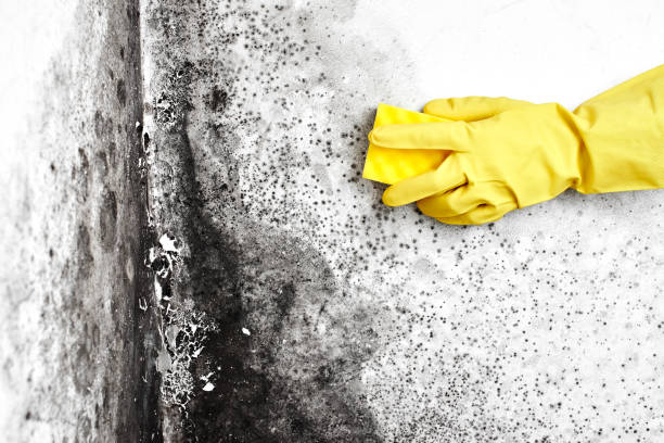 Best Certified Mold Removal  in Lakeland, NY