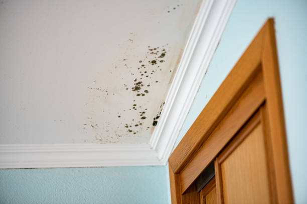 Trusted Lakeland, NY Mold Removal Experts