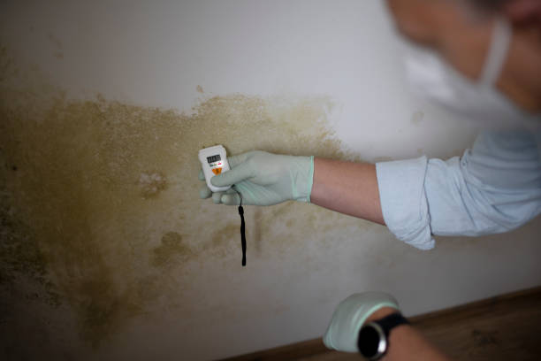 Best Commercial Mold Removal  in Lakeland, NY