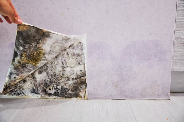Lakeland, NY Mold Removal Company